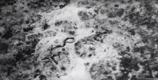 В 1959 году бельгийские военные сфотографировали конголезскую змею